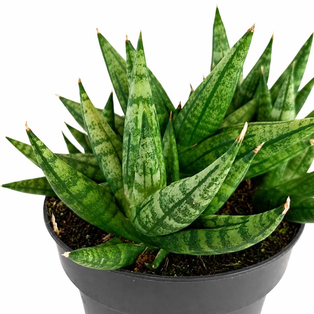 sansevieria cylindrica inti I