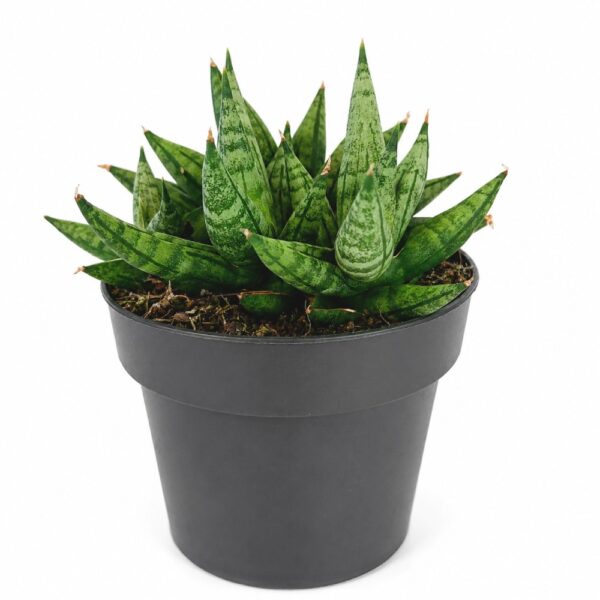 sansevieria cylindrica inti I