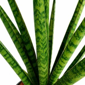 sansevieria trifasciata pineapple