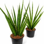 sansevieria trifasciata pineapple