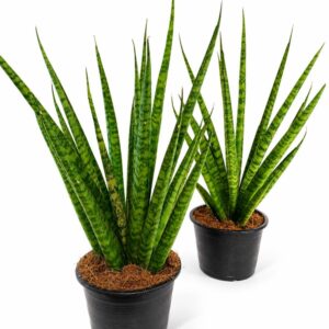 sansevieria trifasciata pineapple