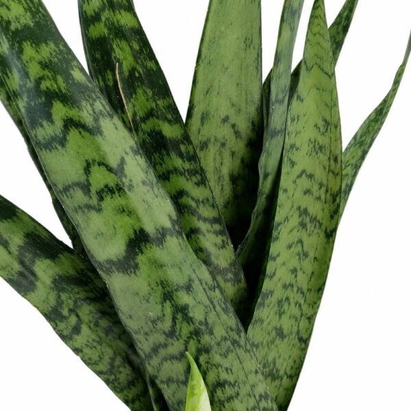 sansevieria zeylanica fan