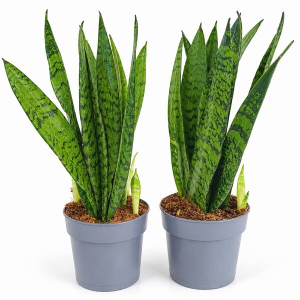 sansevieria zeylanica fan