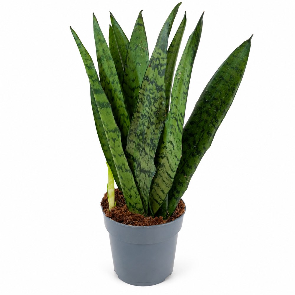 sansevieria zeylanica fan