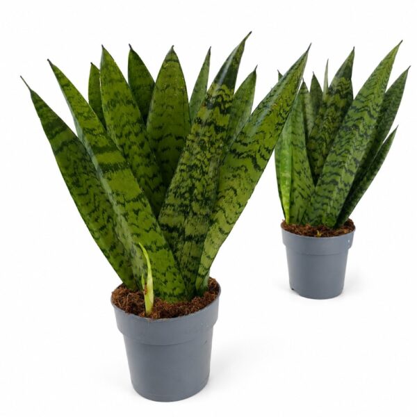 sansevieria zeylanica fan