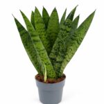 sansevieria zeylanica fan