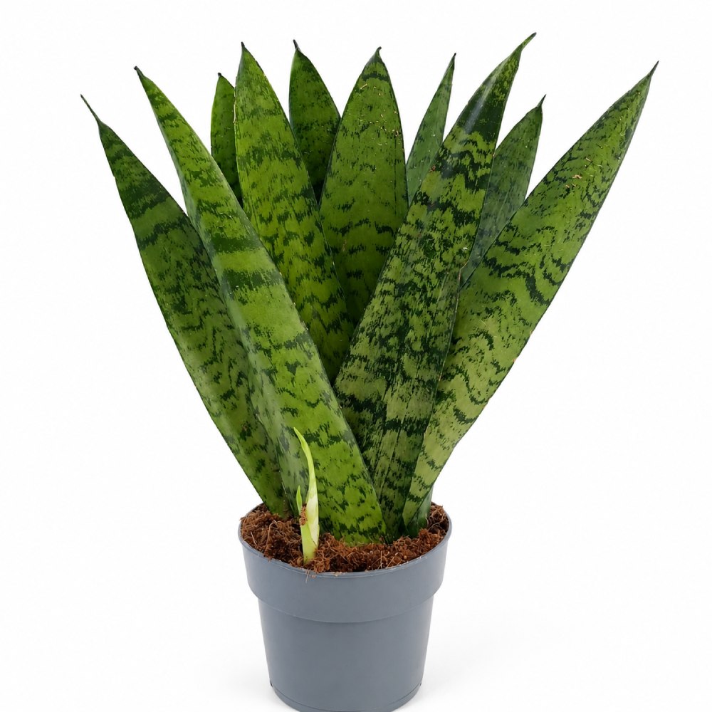sansevieria zeylanica fan