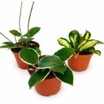 triohoya