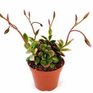 Anacampseros rufescens Sunrise