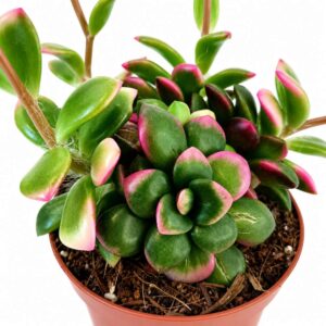 Anacampseros rufescens Sunrise
