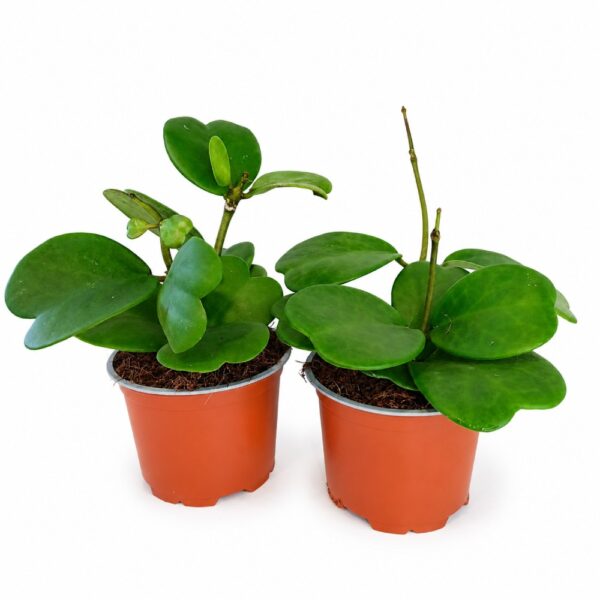 Hoya Kerri