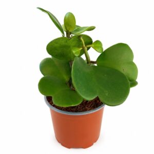 Hoya Kerri
