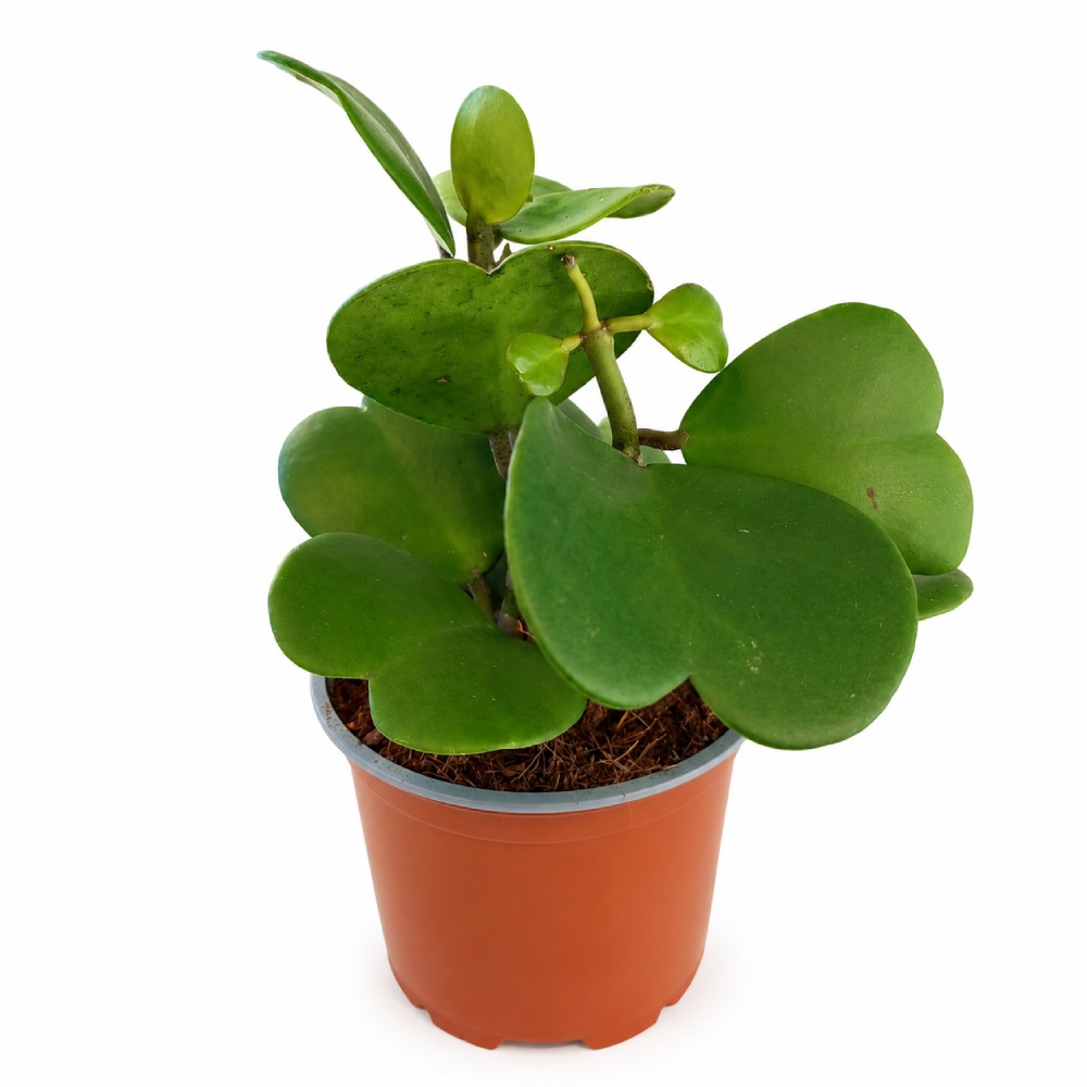 Hoya Kerri