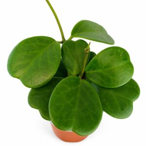 Hoya Kerri
