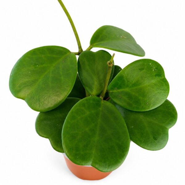 Hoya Kerri