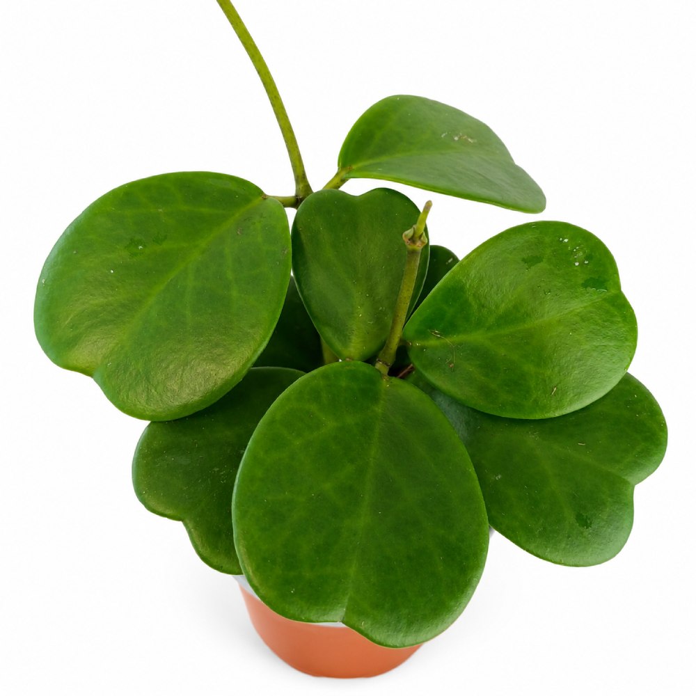 Hoya Kerri