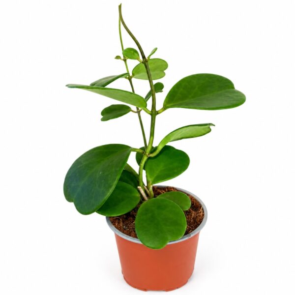 Hoya Kerri
