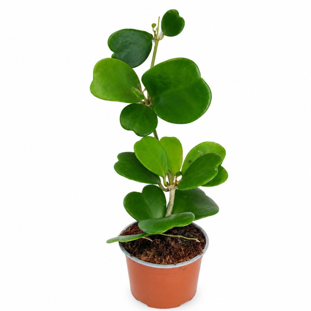 Hoya Kerri