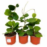 Hoya Kerri