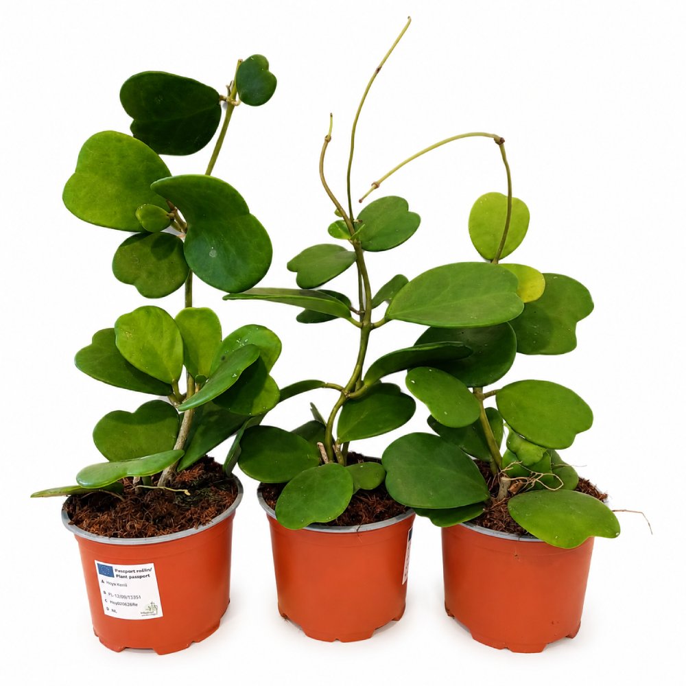 Hoya Kerri