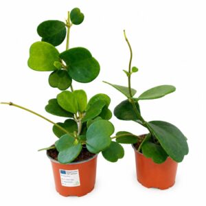 Hoya Kerri