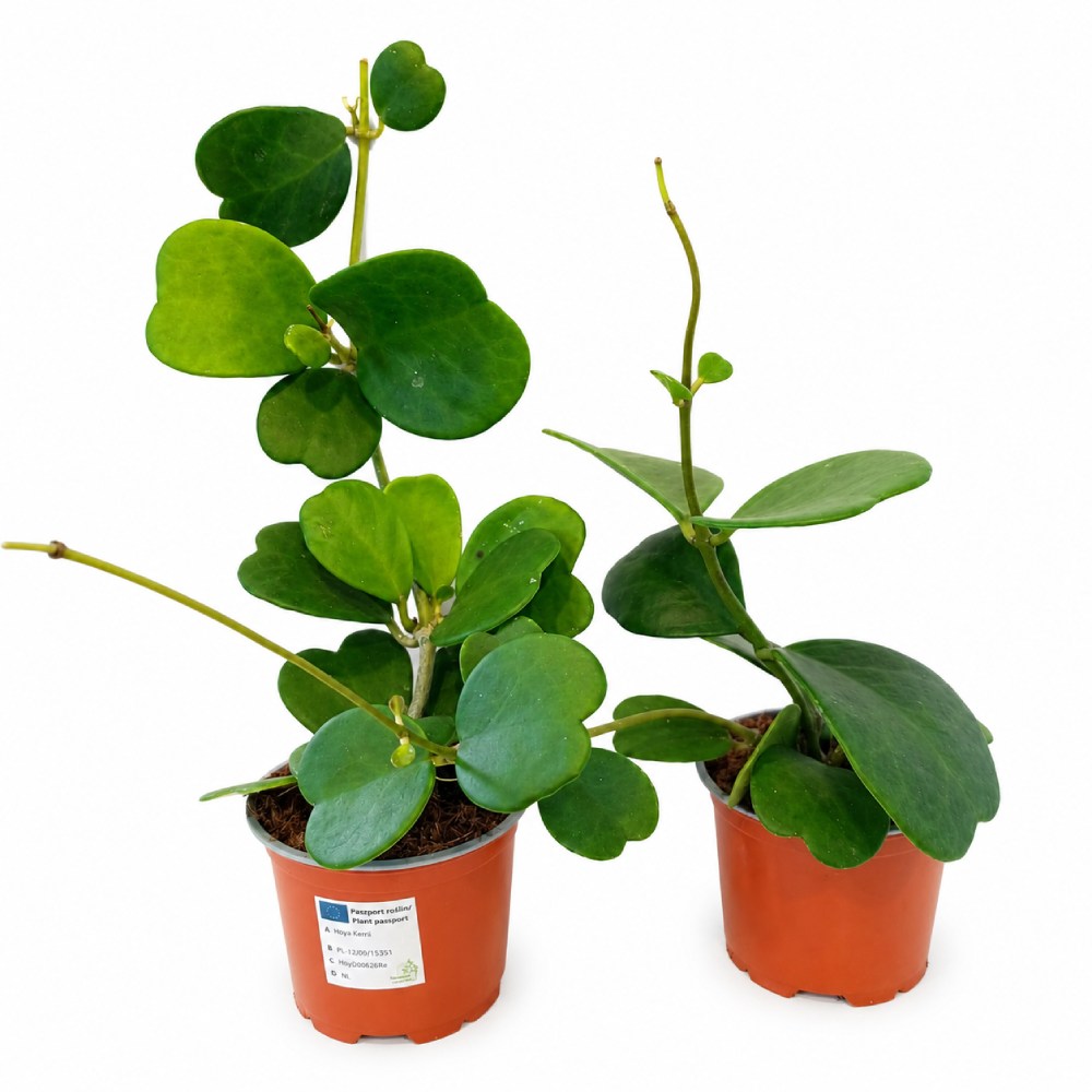 Hoya Kerri