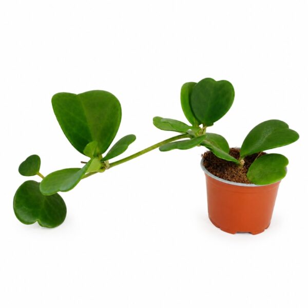 Hoya Kerri