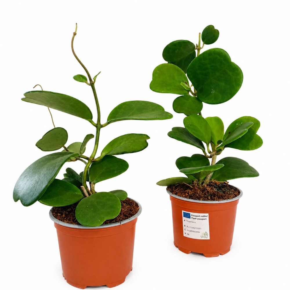Hoya Kerri