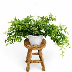 Hoya bella Hoja piękna