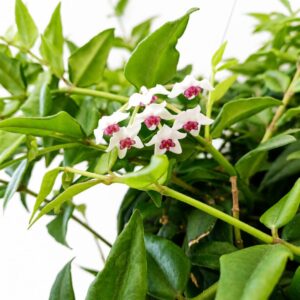 Hoya bella Hoja piękna