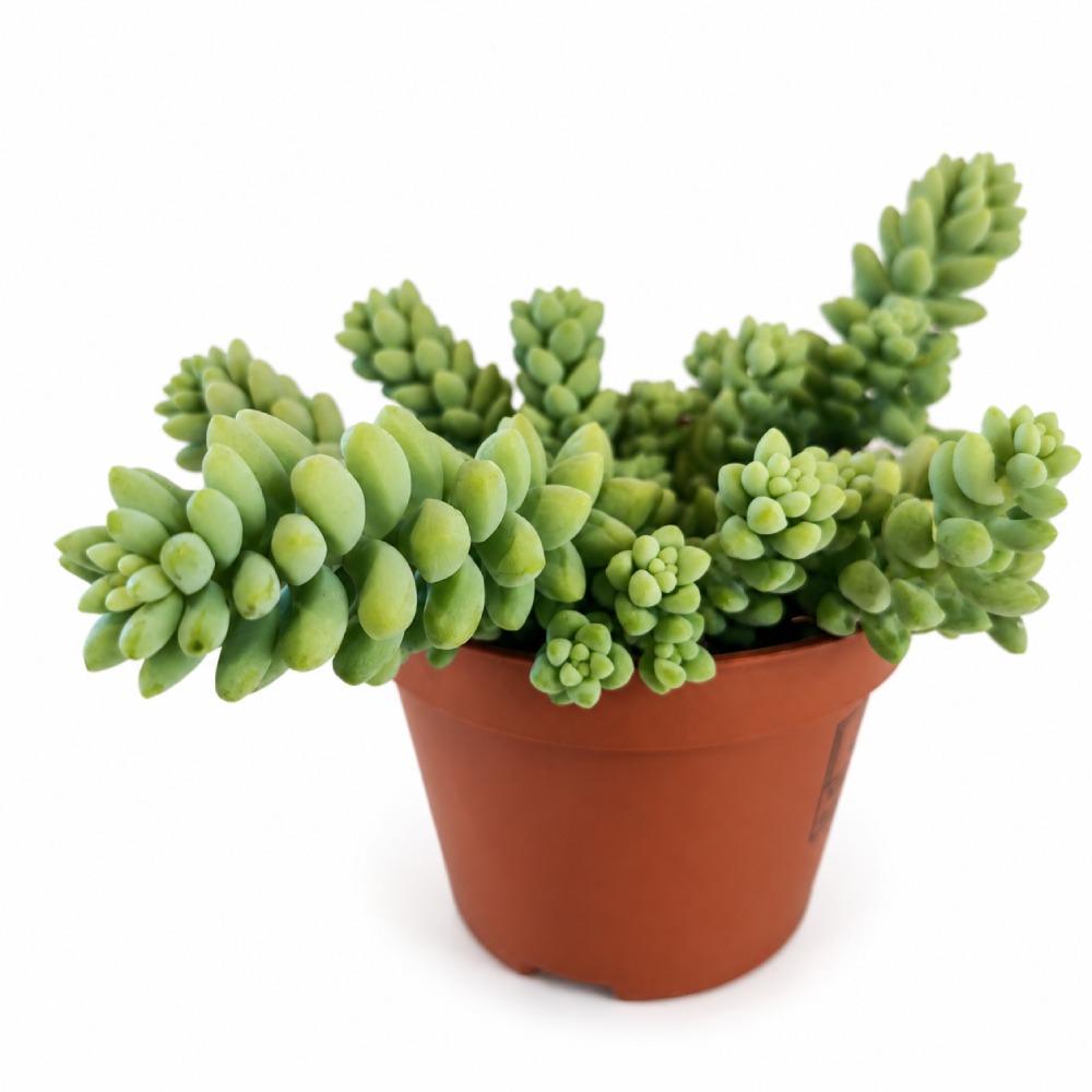 Sedum burrito