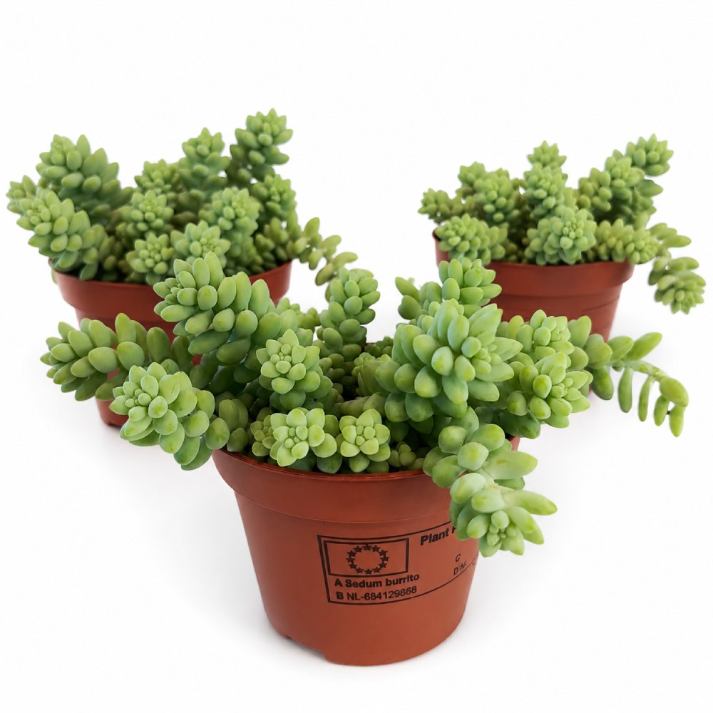Sedum burrito