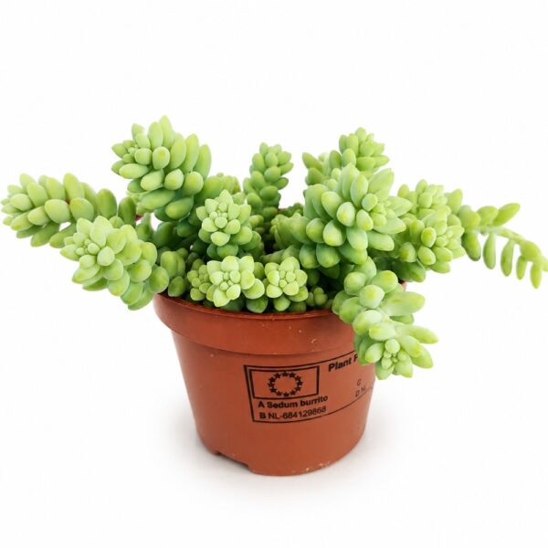 Sedum burrito