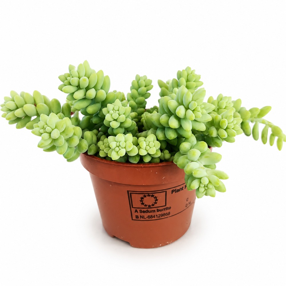 Sedum burrito
