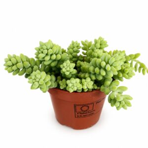 Sedum burrito