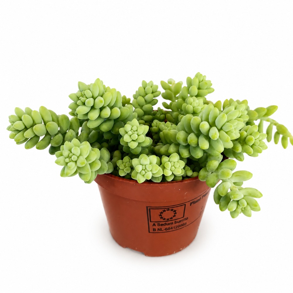 Sedum burrito