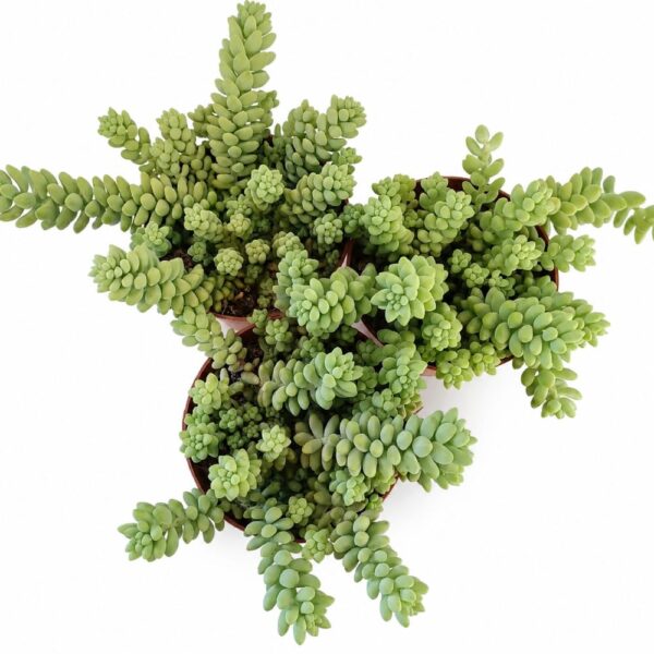 Sedum burrito