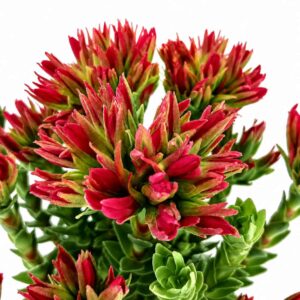 crassula coccinea-grubosz szkarłatny
