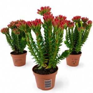 crassula coccinea-grubosz szkarłatny