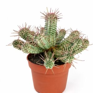 euphorbia mammillaris