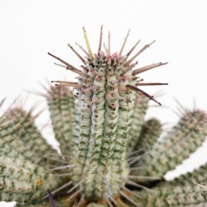 euphorbia mammillaris