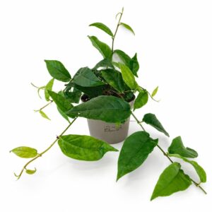 ficus sagittata