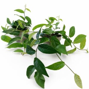 ficus sagittata