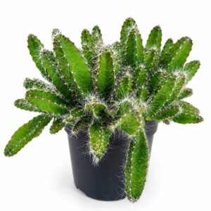 hylocereus undatus