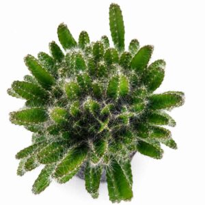 hylocereus undatus