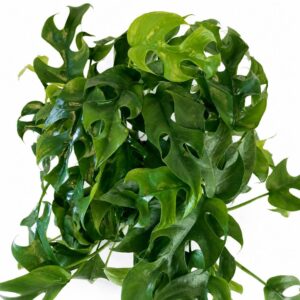 monstera minima