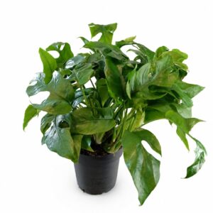 monstera minima