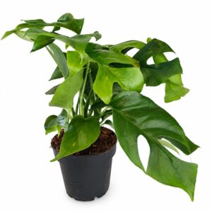 monstera minima