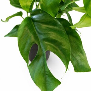 monstera minima