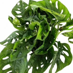 monstera monkey mask